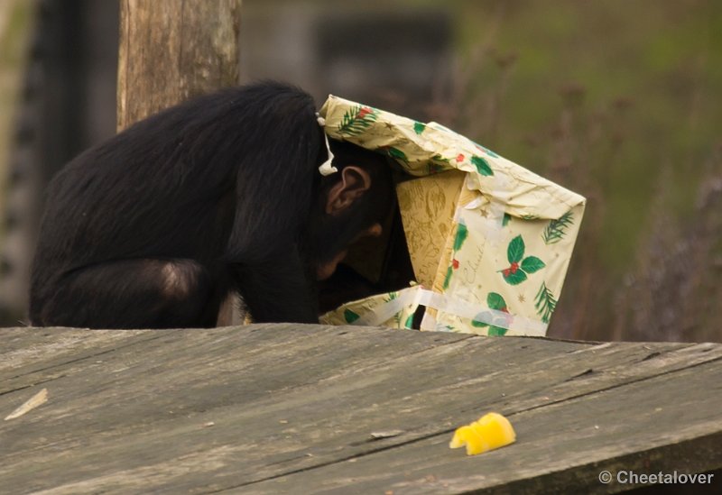 _DSC6480.JPG - Kerdiner voor de Chimpansees