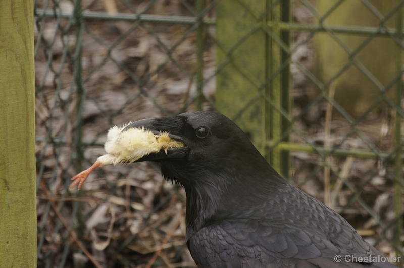 _DSC7707.JPG - Dierenrijk