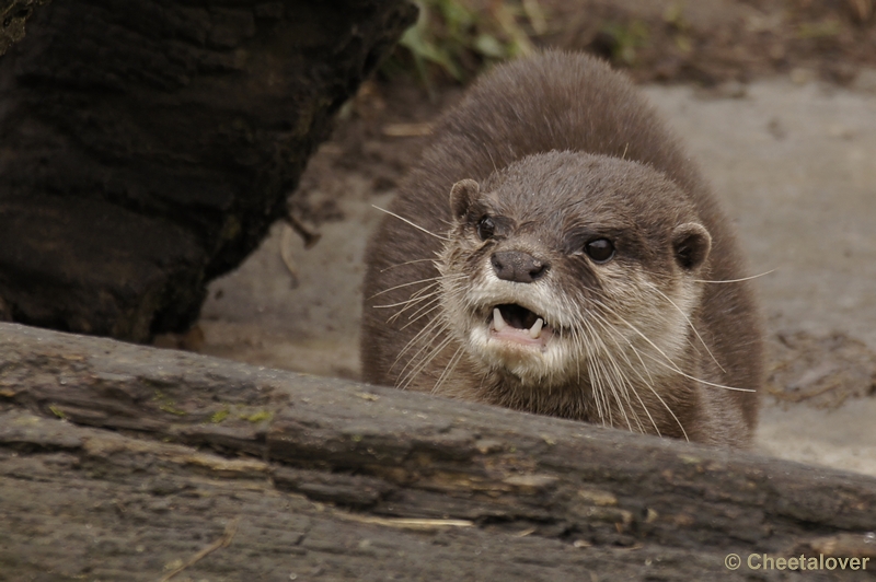 _DSC7709kopie.JPG - Dierenrijk