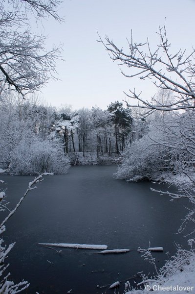 _DSC7264.JPG - Winter in Boswachterij Dorst