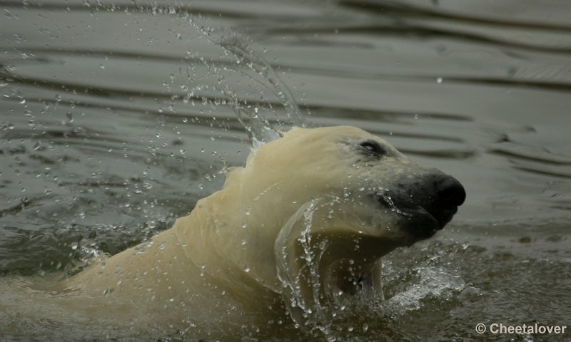 _DSC0080.JPG - Frimas, Noordje en Pixel in Dierenrijk