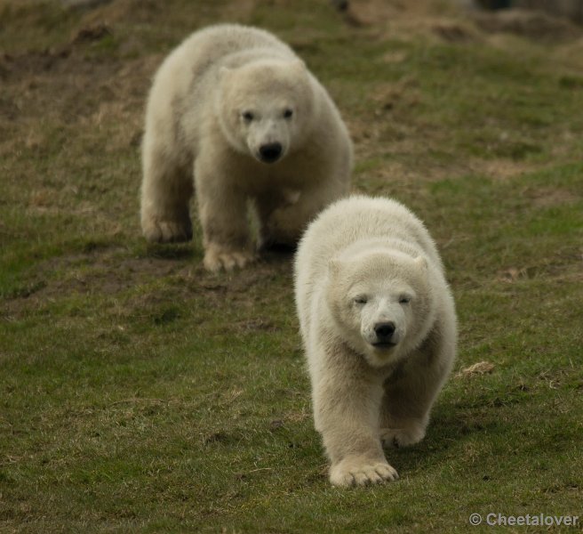 _DSC0214.JPG - Frimas, Noordje en Pixel in Dierenrijk