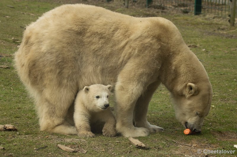 _DSC0250.JPG - Frimas, Noordje en Pixel in Dierenrijk