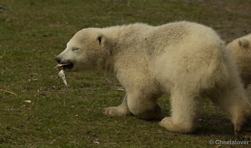 _DSC0265.JPG - Frimas, Noordje en Pixel in Dierenrijk