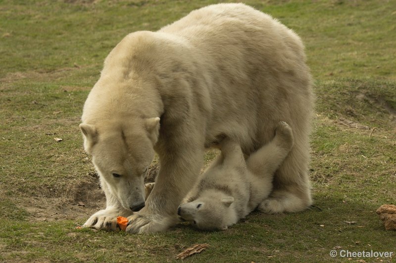 _DSC0293.JPG - Frimas, Noordje en Pixel in Dierenrijk