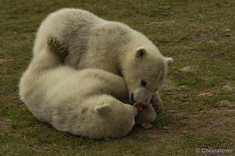 _DSC0322.JPG - Frimas, Noordje en Pixel in Dierenrijk