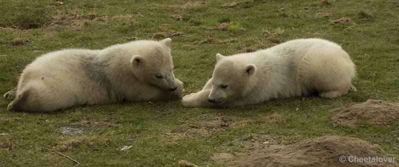_DSC0345.JPG - Frimas, Noordje en Pixel in Dierenrijk