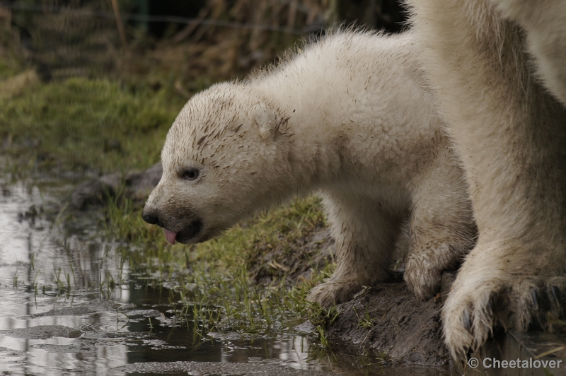 _DSC7528.JPG - Frimas, Noordje en Pixel in Dierenrijk