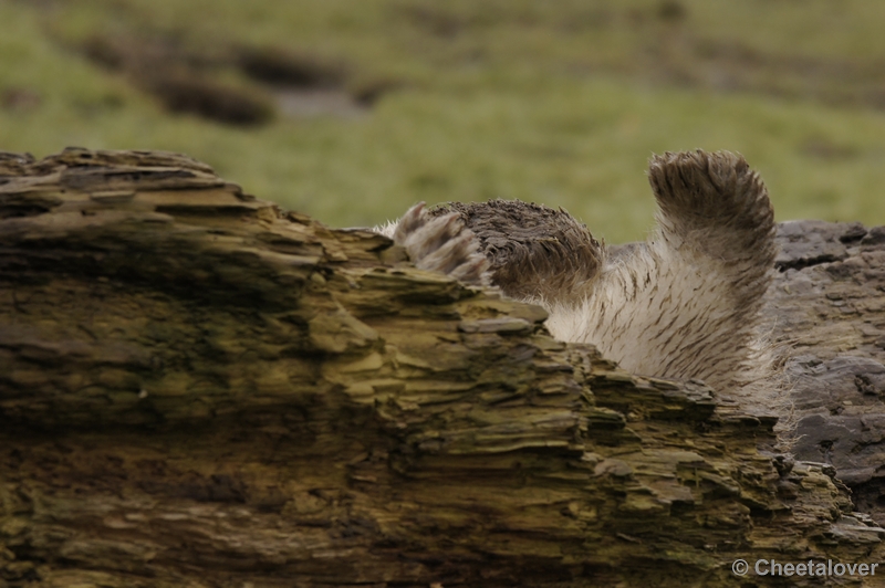 _DSC7580.JPG - Frimas, Noordje en Pixel in Dierenrijk