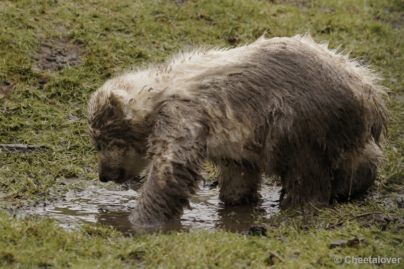 _DSC7604.JPG - Frimas, Noordje en Pixel in Dierenrijk