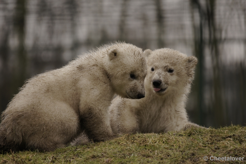 _DSC7630.JPG - Frimas, Noordje en Pixel in Dierenrijk