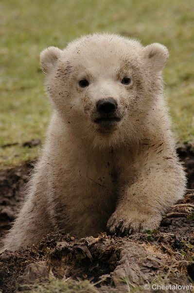 _DSC7982kopie.JPG - Frimas, Noordje en Pixel in Dierenrijk