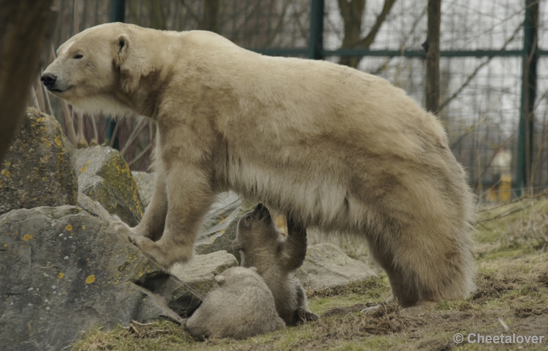 _DSC8387.JPG - Frimas, Noordje en Pixel in Dierenrijk