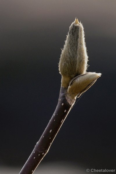 _DSC6526kopie.JPG - Natuur in Dierenrijk