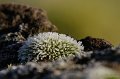 _DSC6461kopie