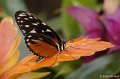 _DSC6947kopie