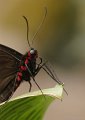 _DSC6987kopie