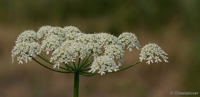 _DSC7647.JPG - Omgeving Reeshof