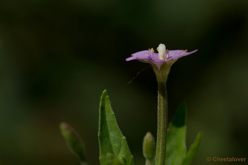 _DSC6923.JPG - 'onkruid'