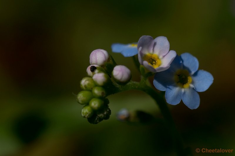 _DSC6925.JPG - Vergeet me Nietje