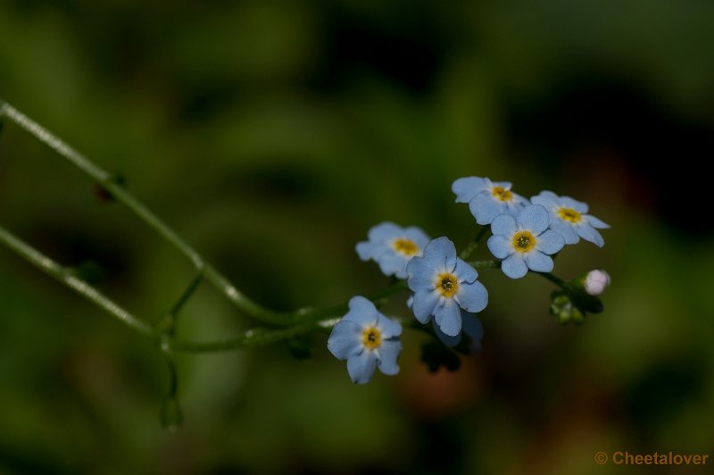 _DSC6928.JPG - Vergeet me Nietje