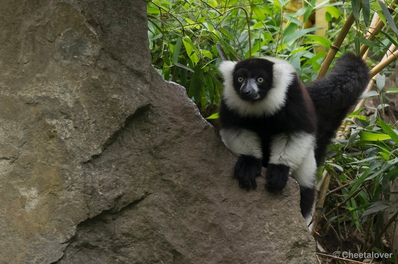 _DSC8520.JPG - Olmense Zoo