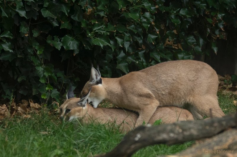 _DSC8552.JPG - Olmense Zoo