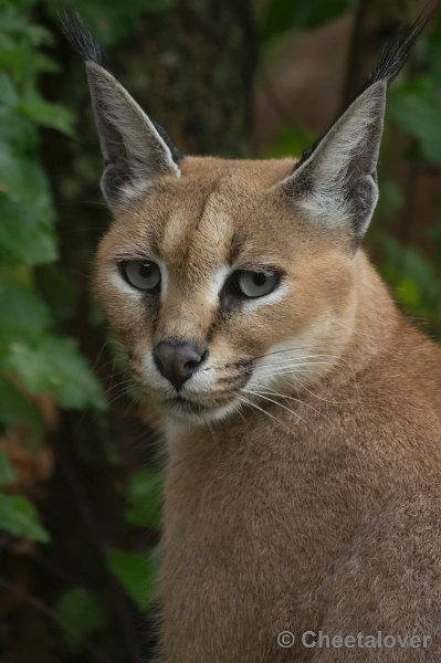 _DSC8597.JPG - Olmense Zoo