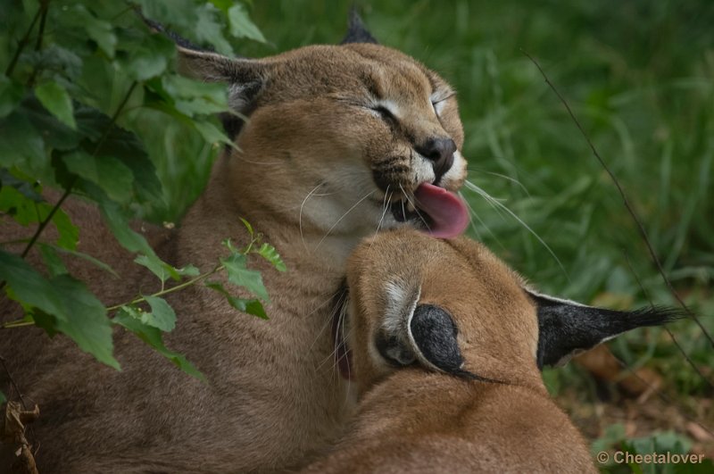 _DSC8607.JPG - Olmense Zoo