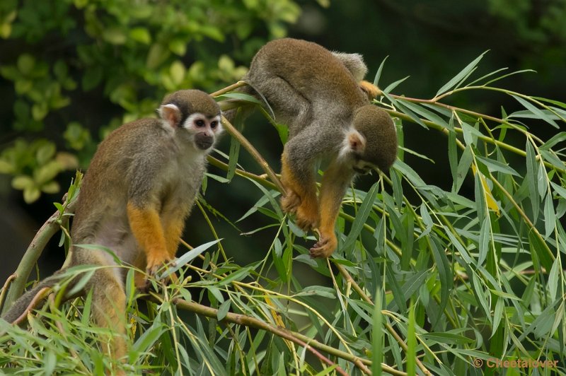 _DSC8612.JPG - Olmense Zoo