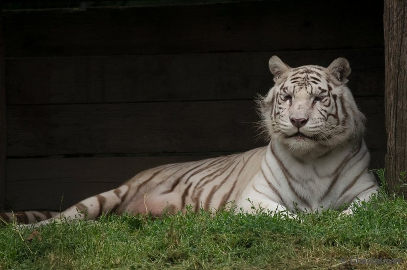 _DSC8622.JPG - Olmense Zoo