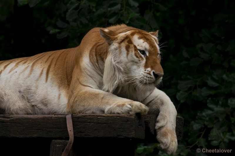 _DSC8624.JPG - Olmense Zoo