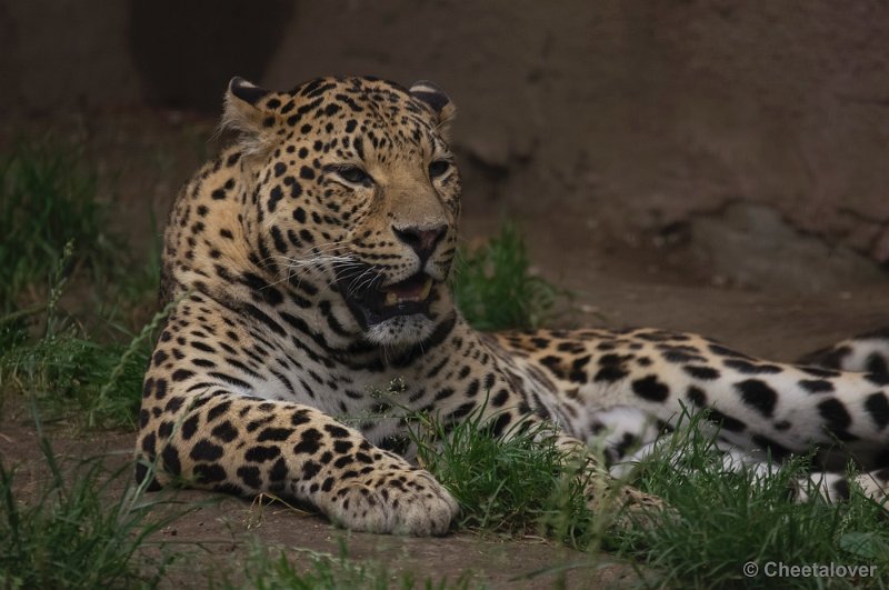 _DSC8670.JPG - Olmense Zoo