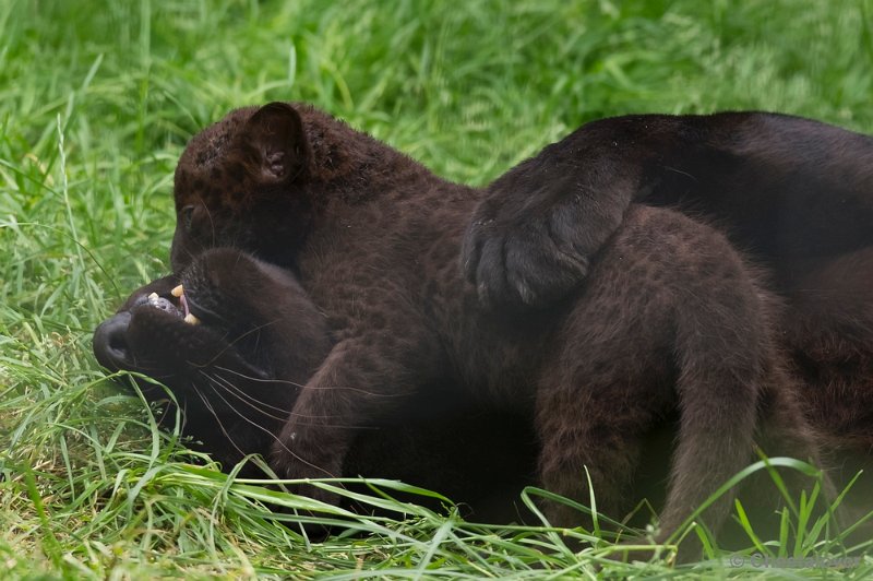 _DSC8695.JPG - Olmense Zoo