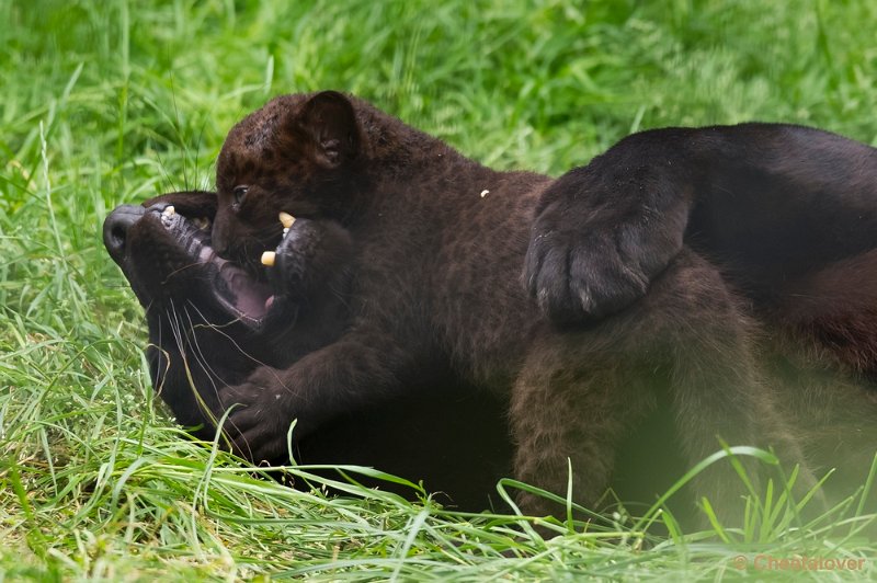 _DSC8698.JPG - Olmense Zoo