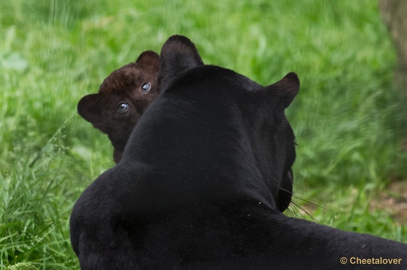 _DSC8703.JPG - Olmense Zoo