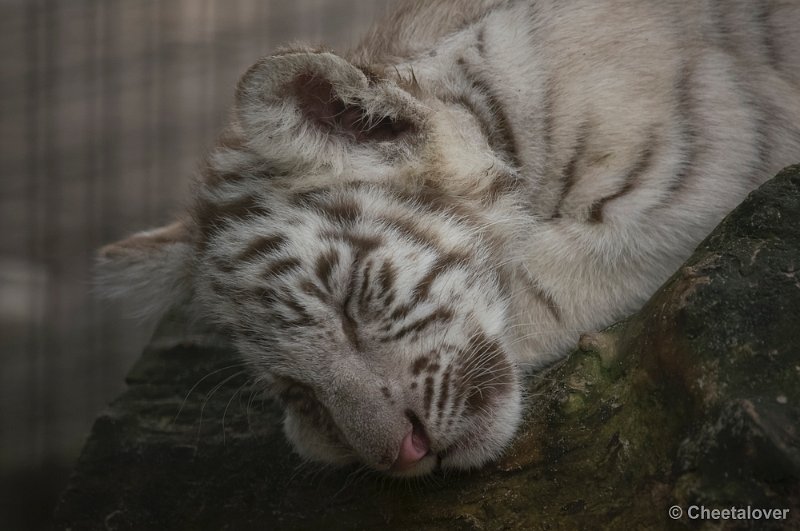 _DSC8750.JPG - Olmense Zoo