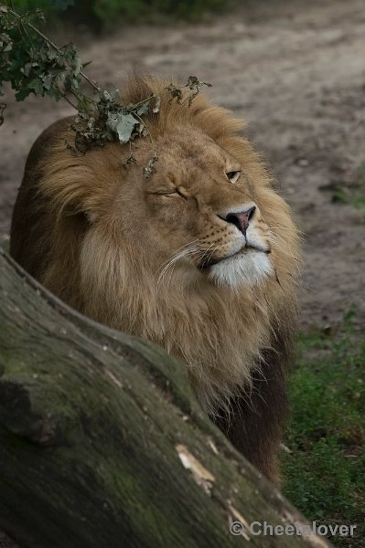 _DSC8838.JPG - Olmense Zoo