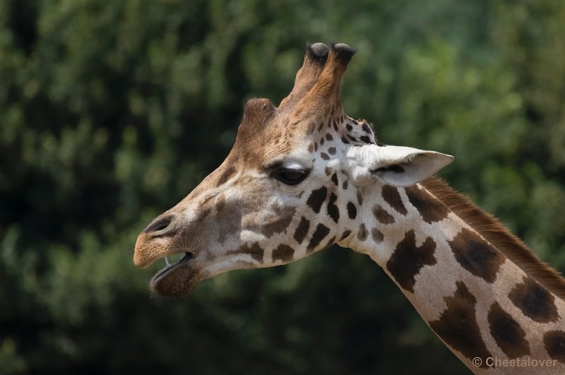 _DSC8853.JPG - Olmense Zoo