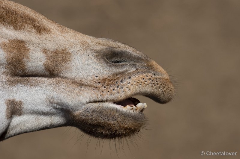 _DSC8880.JPG - Olmense Zoo