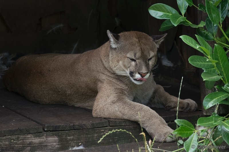 _DSC8938.JPG - Olmense Zoo