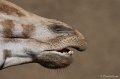 _DSC8880