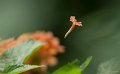 _DSC8966