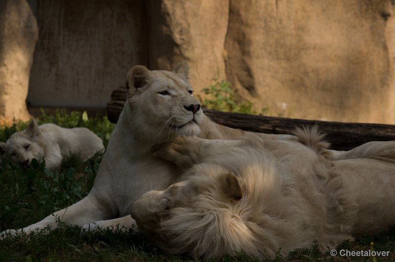 _DSC8153.JPG - Ouwehand's Dierenpark