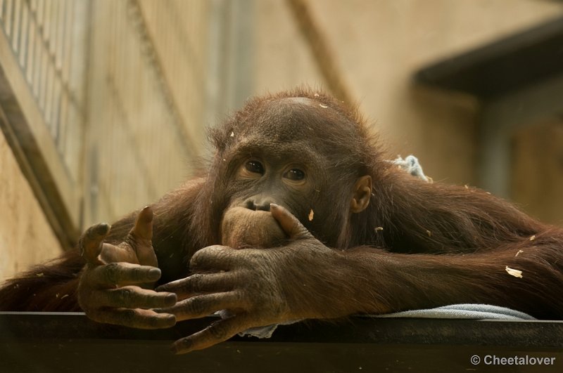 _DSC8179.JPG - Ouwehand's Dierenpark