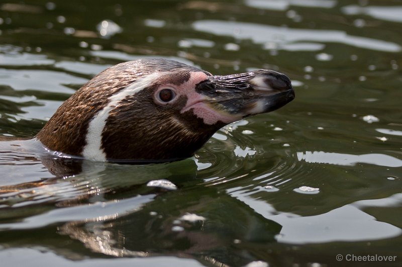 _DSC8281.JPG - Ouwehand's Dierenpark