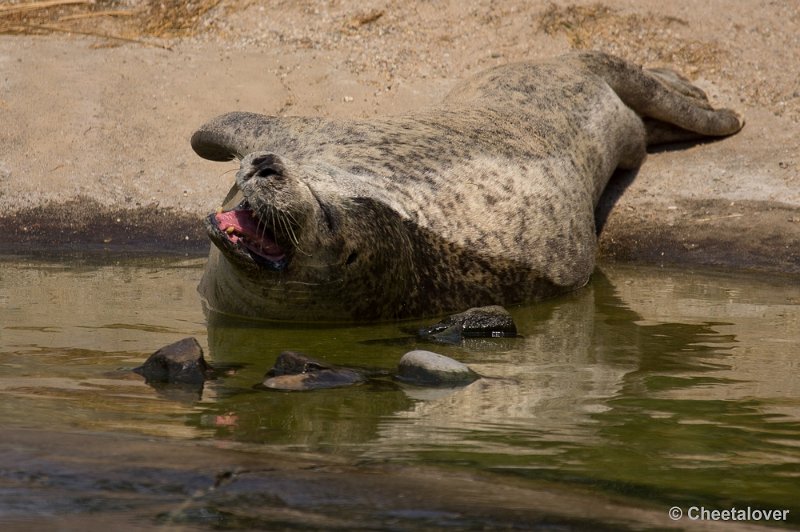 _DSC8304.JPG - Ouwehand's Dierenpark