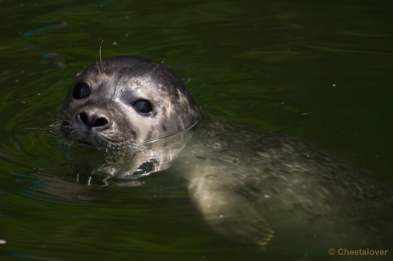_DSC8308.JPG - Ouwehand's Dierenpark