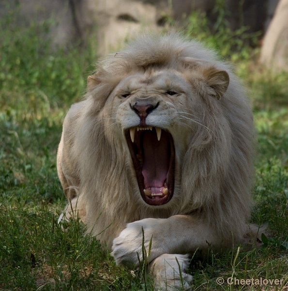 _DSC8419.JPG - Ouwehand's Dierenpark