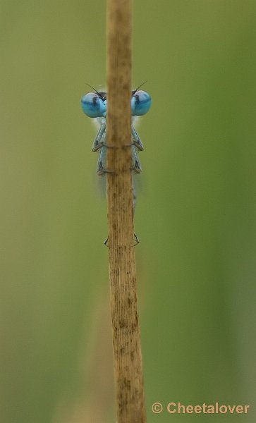 _DSC0013.JPG - Vlasrootvennen